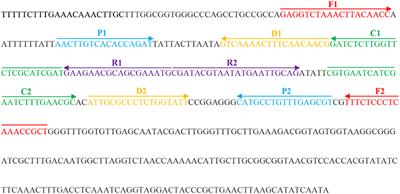 Establishment and Application of Multiple Cross Displacement Amplification Coupled With Lateral Flow Biosensor (MCDA-LFB) for Visual and Rapid Detection of Candida albicans in Clinical Samples